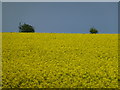 TF0604 : Yellow field under a blue sky by Richard Humphrey