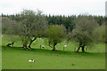 Pasture north-east of Beulah, Powys