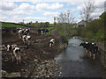SD4490 : Cows in the River Gilpin at Esp Ford by Karl and Ali