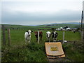 Cattle, farmland and bungalow