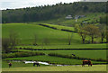 SD4490 : Cattle grazing above the Gilpin near Crosthwaite by Karl and Ali