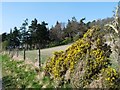 Near Craigrory, north side Beauly Firth