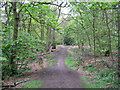 Footpath through Big Wood