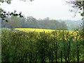 TL2616 : Oilseed Rape, Burnham Green, Hertfordshire by Christine Matthews