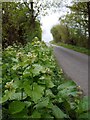 Garlic mustard (Alliaria petiolata), Moor Road