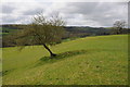 Tree in a former hedgerow