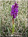 SD4890 : Early Purple Orchid by Bryan Pready