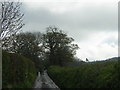 Hollis Head: looking up the lane from no.3