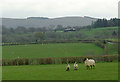 Grazing near Llanafan-fawr, Powys