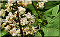 J4772 : Chestnut flowers, Killynether Wood, Newtownards by Albert Bridge
