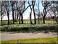 Daffodils on East Park Drive