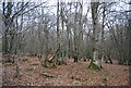 TQ6426 : Newbridge Wood by N Chadwick