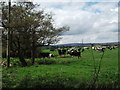 Black and white cows busy grazing