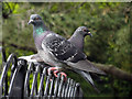 Pigeons by Shornden Reservoir