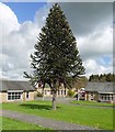 Monkey-puzzle tree, Prudhoe Hospital