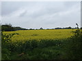 Oilseed rape crop near Mepal