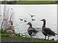 Greylag geese, Ballysaggart Lough