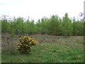 Young woodland near West Stow