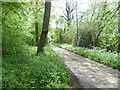 Track alongside Offham Wood