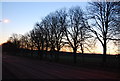 A line of trees at Twilight, Queen