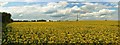 SU2275 : A panoramic view of oilseed rape in a field near Woodsend, Wiltshire by Brian Robert Marshall