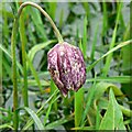 SU0994 : Snake's head fritillary, North Meadow National Nature Reserve, Cricklade, Wiltshire by Brian Robert Marshall