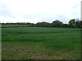 Farmland near Little london