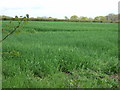 Farmland near Wetherden