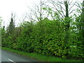 Hedgerow beside the B1115