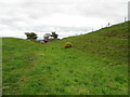 The ditch at Eddisbury