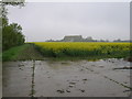 Oilseed rape crop off the B1115