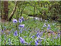 Bluebells in Smeekley Wood