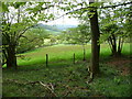 The southern slope of Coed y Bwnydd