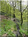 Sowerby Bridge Footpath 135 in Rough Hey Wood, Norland