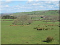 Rough pastures north of the ruin at Cleugh Bank