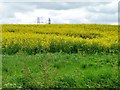 SJ7378 : Oilseed rape field near Sudlow Farm by Christine Johnstone