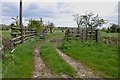 Cattle collection point near Willows Farm