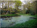 Pond, Priestclose Wood Nature Reserve