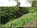 Large patch of wildflowers in the hedgerow