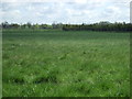 Farmland off Whitemoor Lane