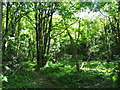 Overchurch Park Wood