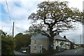 SS4205 : Tree and houses at Holemoor Cross by David Smith