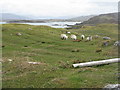 Sheep on Aird an Daraich