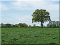 SJ7271 : Tree in a wind-blown meadow, south of B5082 by Christine Johnstone