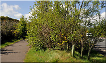 J4669 : Road landscaping, Comber (1) by Albert Bridge