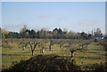 Orchard, Rhoden Farm