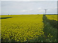 Oilseed rape and field boundary