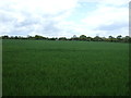 Farmland off Moor Lane