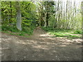 Green Lane (track) off Chithurst Lane