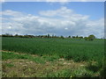 Farmland near Thorpe on the Hill